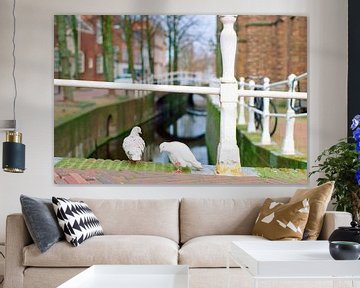 Stadtbild mit Tauben in Delft