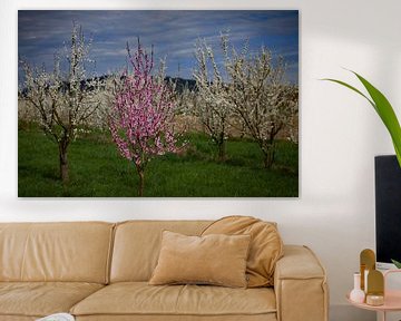 Cherry blossom at the Kaiserstuhl 1.0 by Ingo Laue