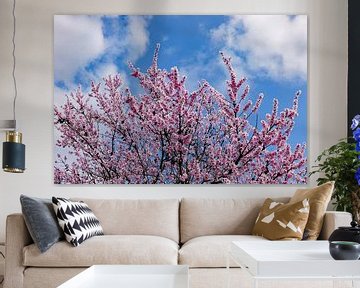 Kirschblüte von Ingo Laue