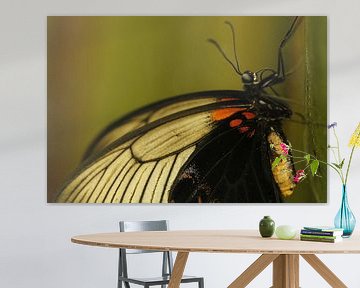 Papilio Memnon Page Vlinder van Gerda de Voogd
