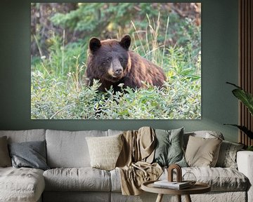 Grand ours brun dans le Yukon, Canada sur Inge van den Brande