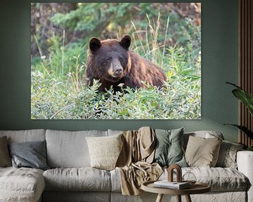 Big brown bear in the Yukon, Canada