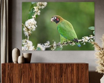 Birds of Costa Rica: Brown-hooded Parrot (Roodoorpapegaai) van Rini Kools