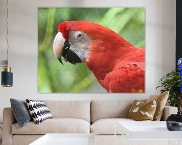 Close-up portrait of Scarlet Macaw by Rini Kools