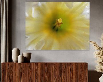 Daffodil by Hans Heemsbergen