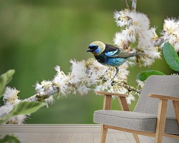 Vögel in Costa Rica: Porträt der Purpermaskertangare (Goldhaubentangare) von Rini Kools