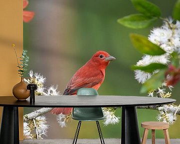 Vögel in Costa Rica: Porträt der Zomertangare (Sommertangare) von Rini Kools