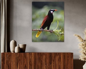 Vögel in Costa Rica: Montezuma-Stirnvogel von Rini Kools