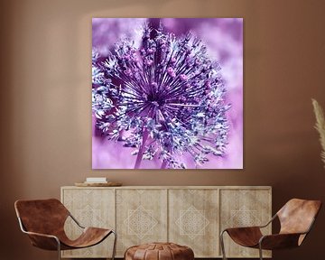 Allium sur Violetta Honkisz