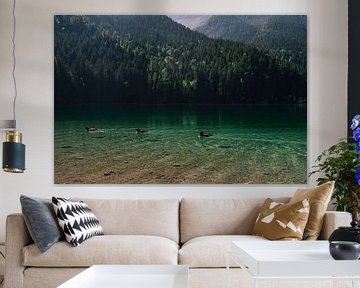 Trois canards en ligne dans un lac de montagne vert vif en Italie sur Dafne Vos
