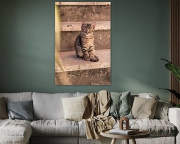 Close up of a watching cat on an outdoor staircase by Dafne Vos