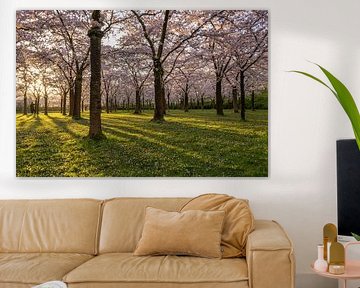 Lever de soleil dans le parc des cerisiers en fleurs