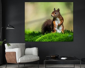 Cute Squirrel by Ard te Kloeze