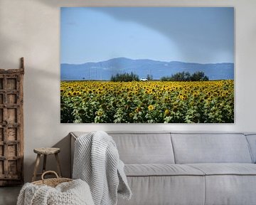 Een gebied met zonnebloembloemen van Claude Laprise