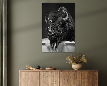 Bison in bathtub - A funny bathroom picture for your toilet by Felix Brönnimann