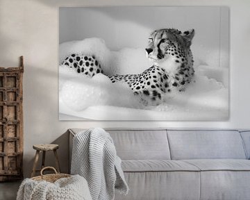 Gepard in der Badewanne - Ein lustiges Badezimmer Bild von Felix Brönnimann