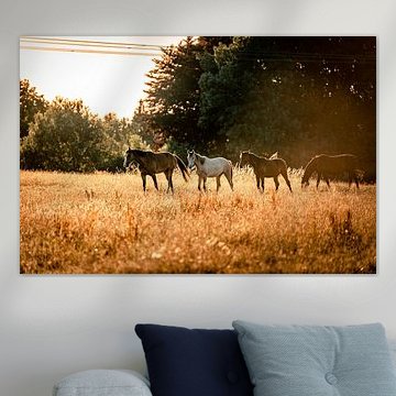 Summer Freedom: Grazing Beauty of Free Horses