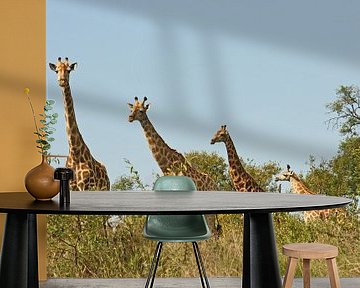 southafrica ... Giraffenstaffel van Meleah Fotografie