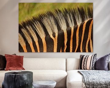 zebra detail by Meleah Fotografie