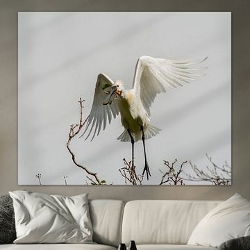 Spoonbill with nesting material