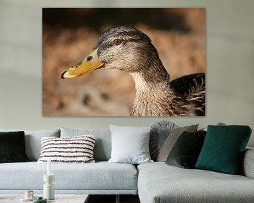 female duck van Meleah Fotografie