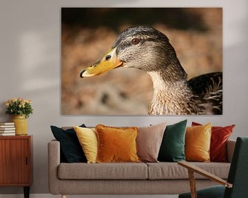 female duck van Meleah Fotografie