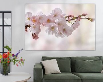 Cherry blossoms by Marion Engelhardt