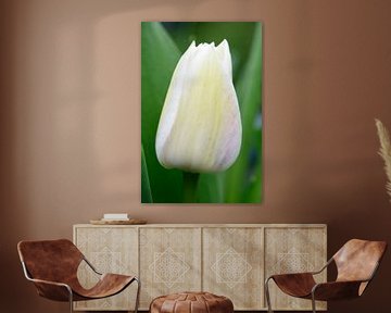 A white tulip