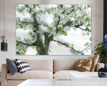 Dreamy pear blossom, for example as artFrame, on acrylic or canvas by Josine Claasen