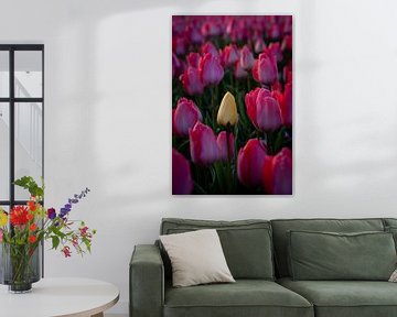 Tulpe zwischen Tulpen von Sebastian Stef