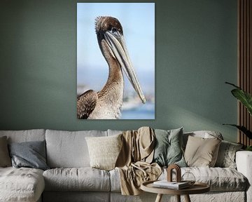 proud pelican