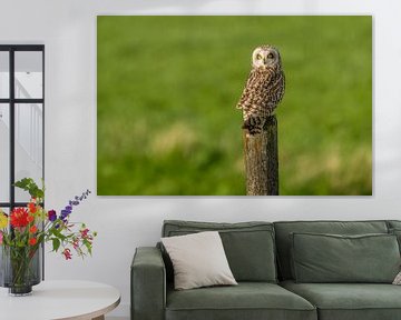 Short-eared owl perches on a pole by Hans Hut