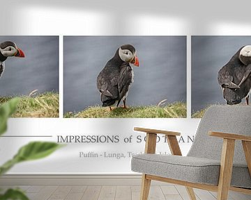 [impressions of scotland] - puffin trilogie von Meleah Fotografie