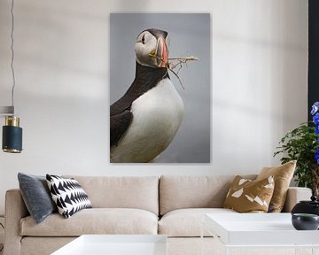 [impressions of scotland] - puffin "home builder" by Meleah Fotografie