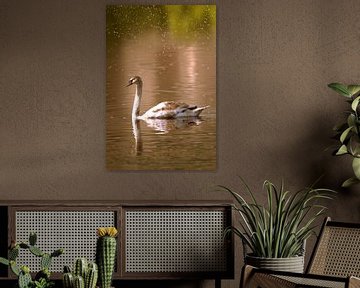The Swan by Michael Nägele