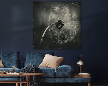 Dandelion, flowered-out still life in black and white by Studio Allee