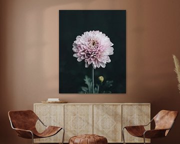 Still life of soft pink flower by Studio Allee