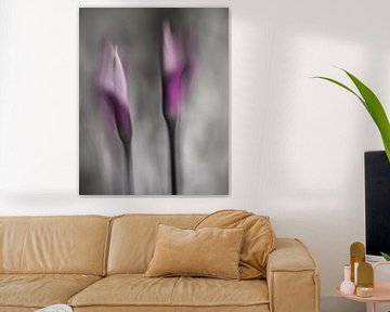 still life of two moved flowers in purple
