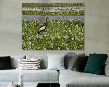 Kroonkraanvogel in landschap van Arie Maasland