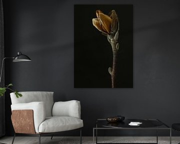 Magnolia by Karin Bakker Fotografie