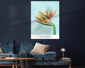 Strelitzia Reginae - Bird of Paradise plant by MDRN HOME