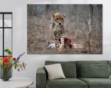 Cheetah in Zuid Afrika van rik janse