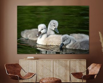 Adorables jeunes cygnes