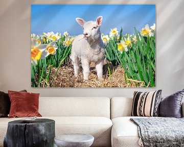 Lamb and Daffodils. by Justin Sinner Pictures ( Fotograaf op Texel)