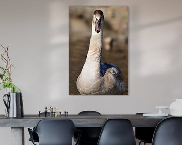young Swan by Marc Smits