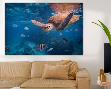 Swim Under Water
