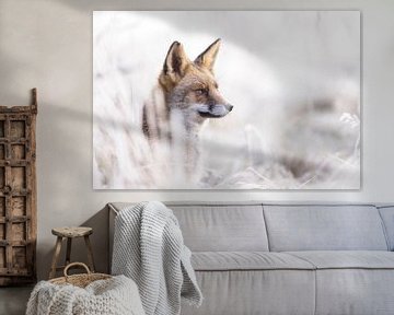 Winter fox, a magical encounter by Monique van Genderen (in2pictures.nl fotografie)