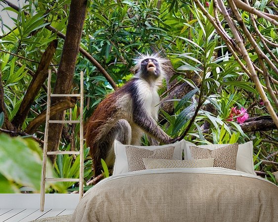 Aperçu de la chambre