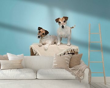 Moeder en dochter, kortharige jack russel terriër honden op houten krat, in de studio / licht blauwe achtergrond