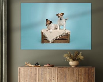 Mutter und Tochter, kurzhaarige Jack Russel Terrier Hunde auf Holzkiste, im Studio / hellblauer Hintergrund von Elisabeth Vandepapeliere